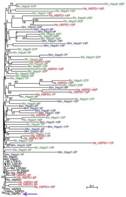 Chaperonin of Group I: Oligomeric Spectrum and Biochemical and Biological Implications